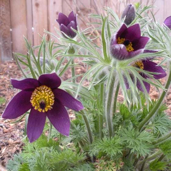 Pulsatilla Seeds 500 Count - Red Bells Violet - Hardy Perennial Flower - Pulsatilla vulgaris Garden Plant Seeds