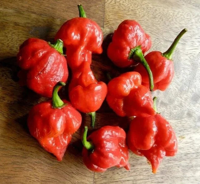 Super-Hot Scorpion Butch T Red Pepper Seeds – 20 Premium Capsicum chinense Seeds for Spicy Dishes & Hot Sauces