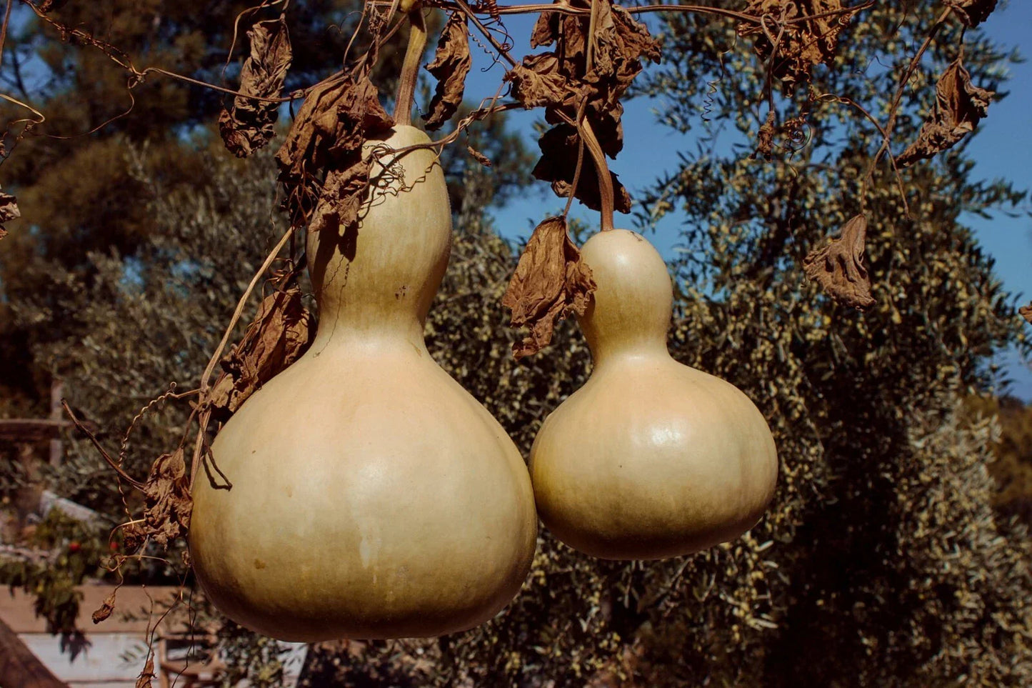 Birdhouse Gourd Seeds - 20+ White-Flowered Calabash Seeds | Lagenaria siceraria