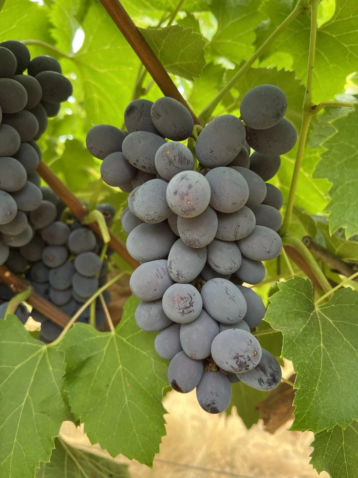 Jupiter Seedless Table Grape Cuttings - 5pcs Vitis vinifera, Fruit-Bearing, Climbing Vine, Seedless Grape Plant for Garden & Patio