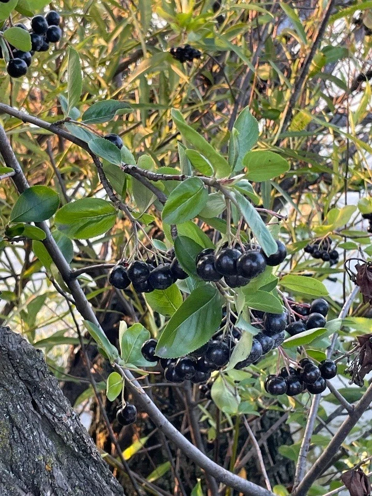 Black Chokeberry Seeds - Aronia melanocarpa - Planting Seeds for Berries & Hedging - Deciduous Shrub