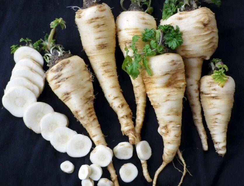 Harris Model Parsnip Seeds - 4000 Heirloom, Early Maturing, Hardy, Nutty Flavor, Pastinaca sativa, Bulk Seed Pack