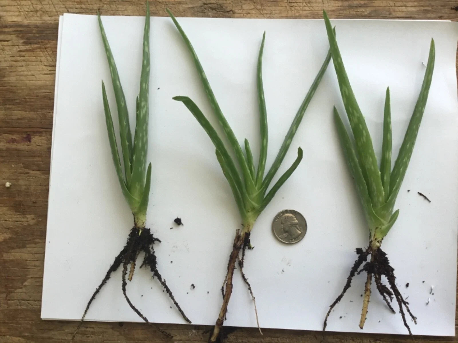 Organic Aloe Vera Plant Bare Rooted Live Succulent Aloe barbadensis miller for Indoor or Outdoor Garden