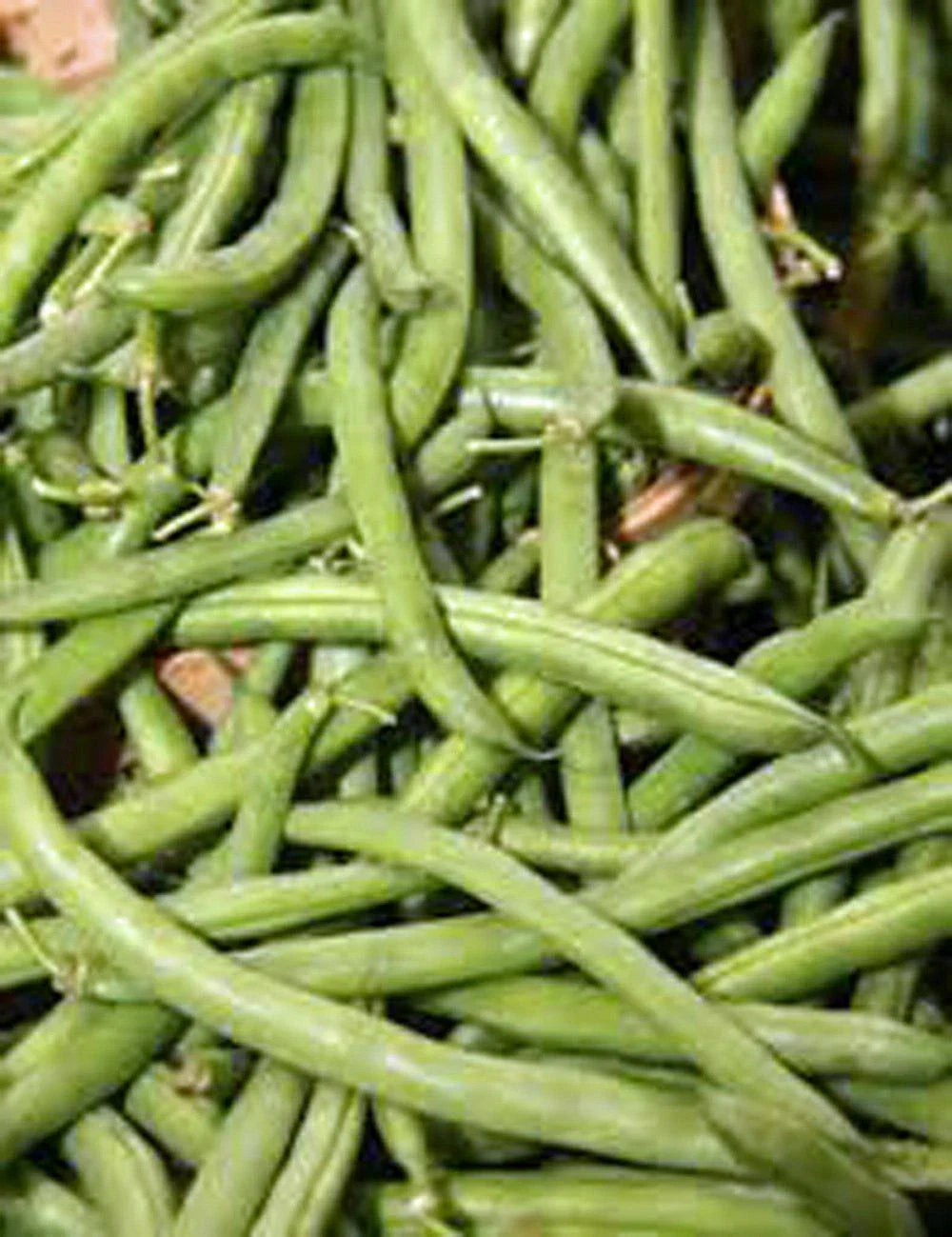 Stringless Green Bean Seeds 1 LB Non-GMO Burpee Phaseolus vulgaris