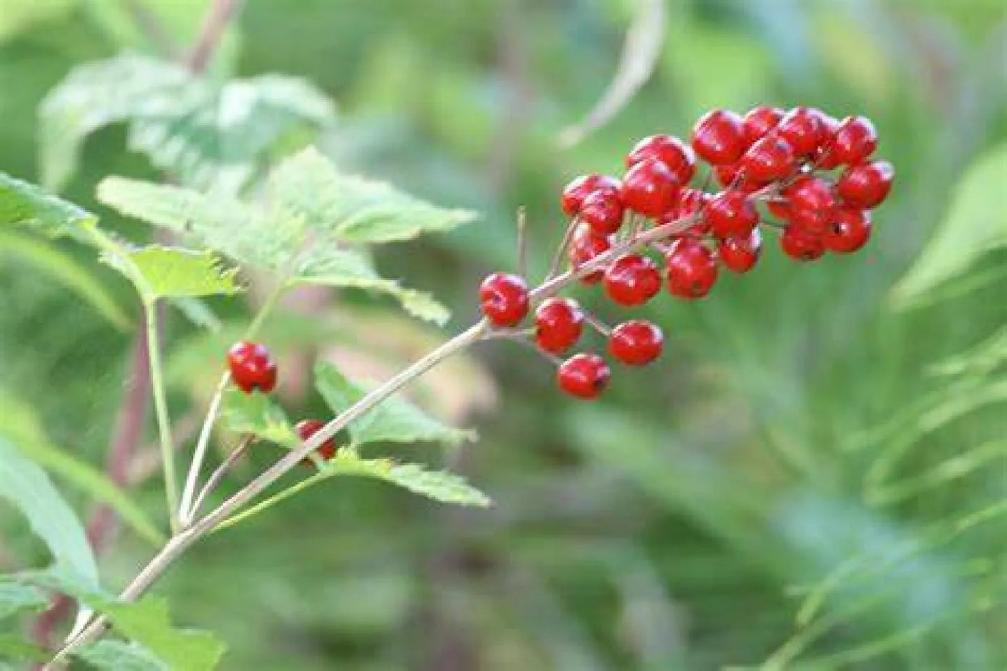 Red Baneberry Seeds - Actaea rubra - 20 Pre-Stratified Seeds for Perennial Garden