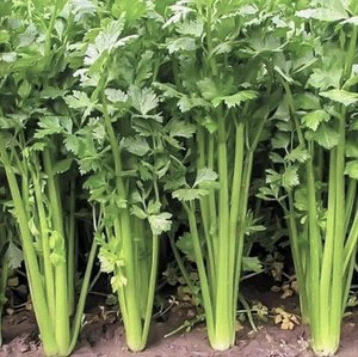 Chinese Celery Seeds - Non-GMO Heirloom Apium graveolens, 300+ Seeds for Home Gardening, Culinary Use