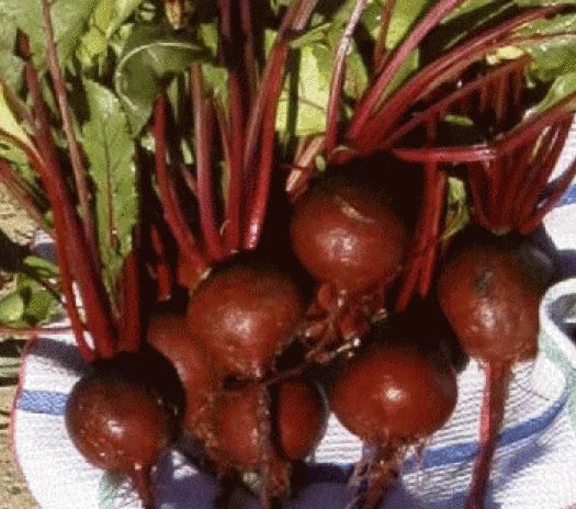 Heirloom Detroit Dark Red Beet Seeds | Organic, Non-GMO Beta vulgaris | Vegetable Seeds for Gardening & Cooking