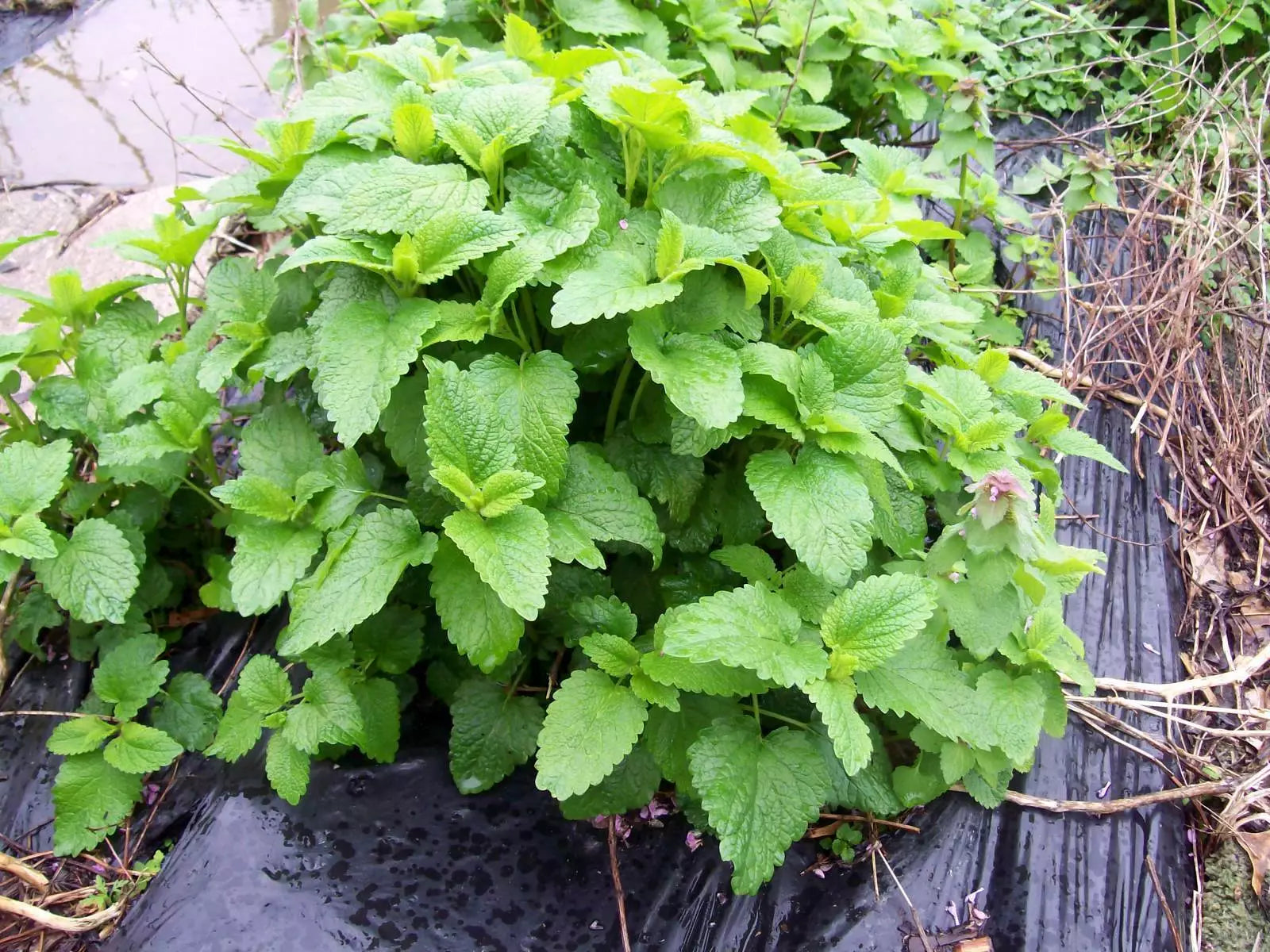Lemon Balm Mint Live Plants Set of 3 | Melissa officinalis Perennial Herb Starter for Culinary & Tea