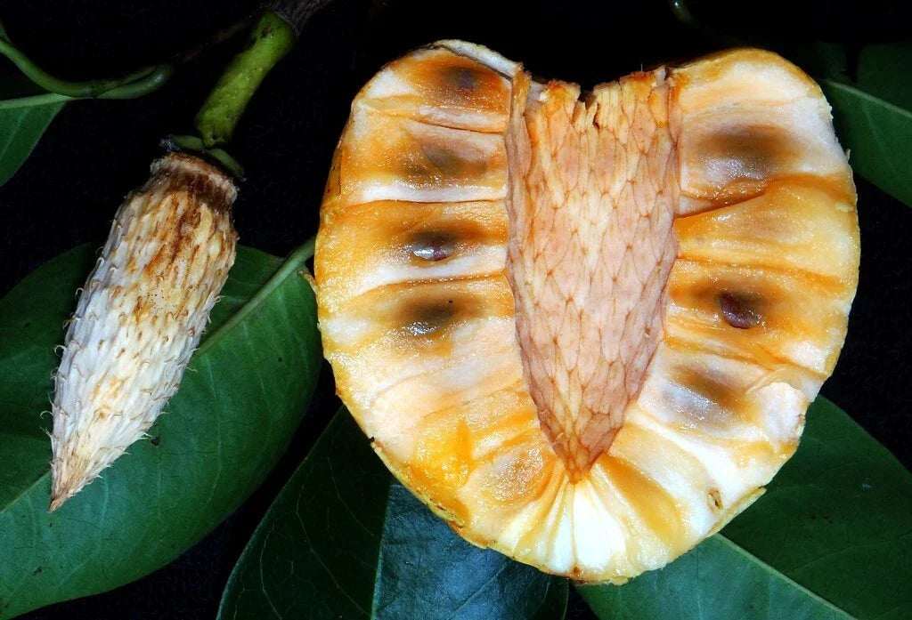 Pond Apple Tree Seeds - 5 Pack - Rare Annona glabra Tropical Alligator Apple Fruit