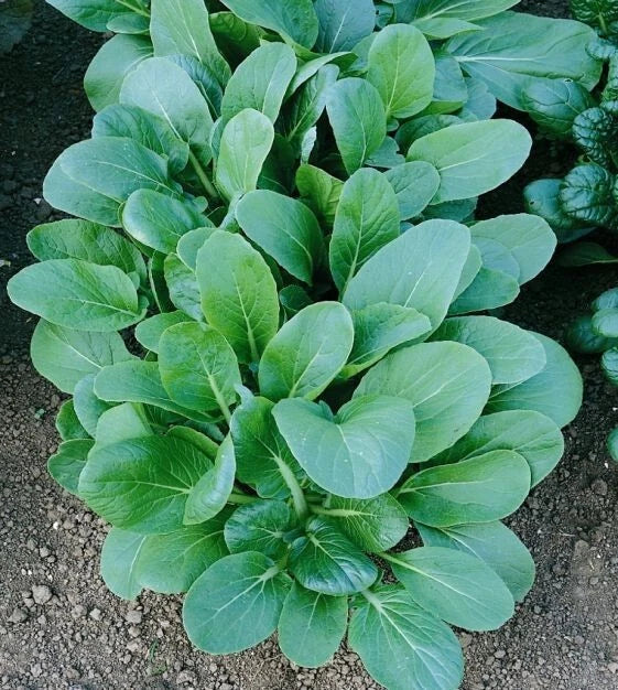 Tatsoi Black Night Seeds - 1 Oz Asian Mustard Microgreens, Brassica rapa var. narinosa, High Vitamin, Easy to Grow Indoor & Outdoor
