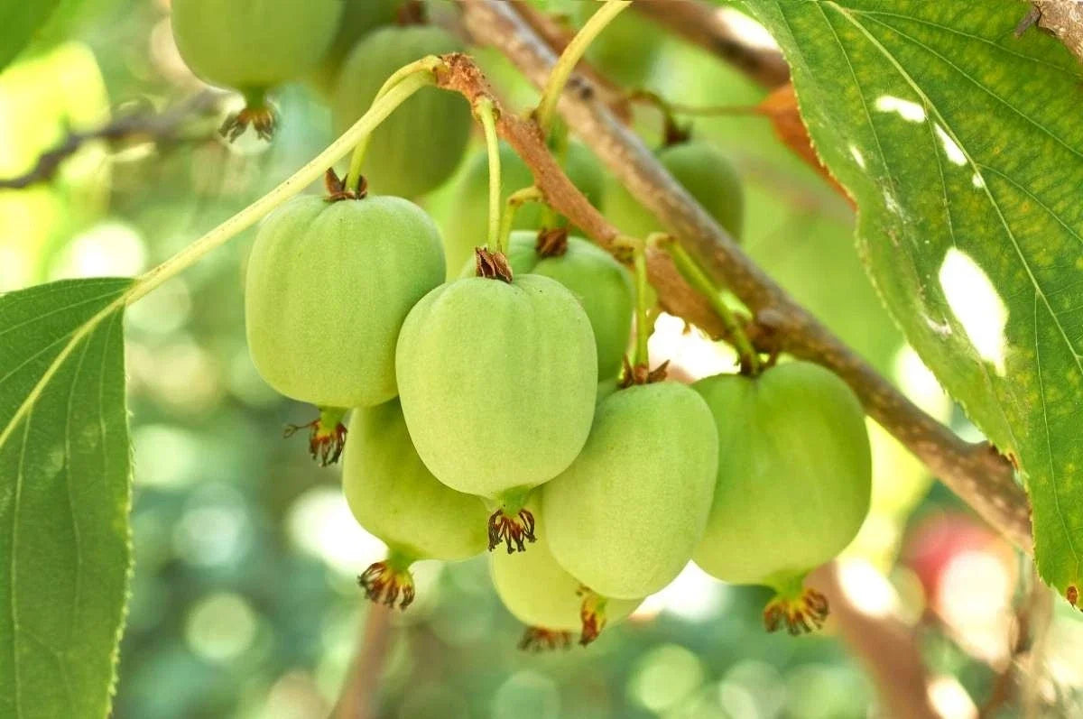 Hardy Kiwi Plants - 5 Live Rooted Plugs - Prolific Variety - Actinidia arguta - Cold-Hardy, Climbing Vine for Gardens