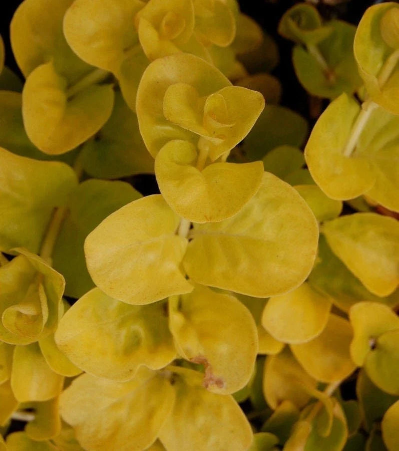 Golden Creeping Jenny Plant - 4" Pot - Lysimachia nummularia 'Aurea' - Ground Cover for Gardens