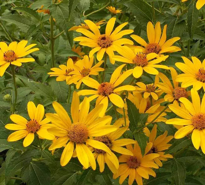 Sunflower OX-EYE Daisy Seeds - 200 Non-GMO Perennial, Drought Tolerant, Pollinator-Friendly