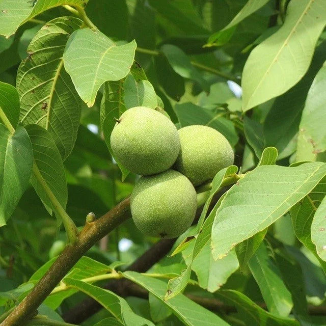 Live Black Walnut Tree in Container | Juglans nigra | 10-40 Inches Well-Rooted Plant for Garden & Landscape