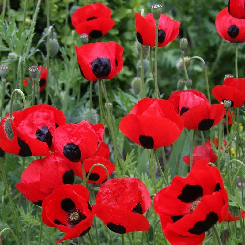 Crimson Red Black Lady Bug Poppy Seeds - Non-GMO Papaver rhoeas, Butterfly Attracting, Wildflower, Annual, 500 Seeds