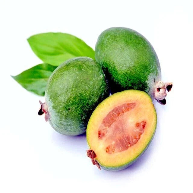 Pineapple Guava Tree Seeds, 20 Pack, Brazilian Fig Guava, Tropical Fruit Plant, Feijoa sellowiana