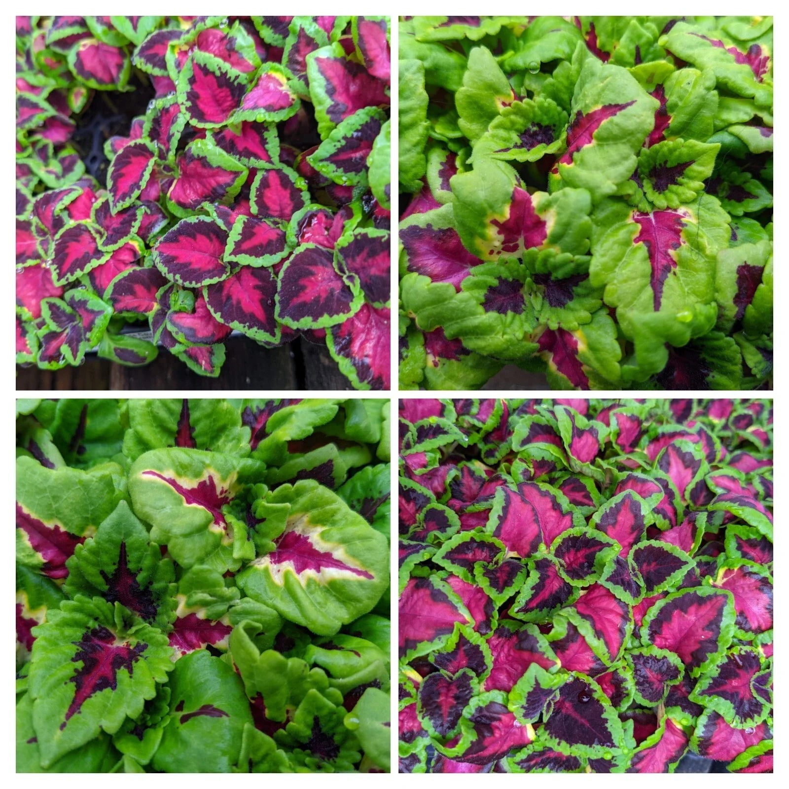 Coleus Plants Plugs Set of 10 – Solenostemon scutellarioides – Shade-Tolerant, Heat-Resistant, Varieties: Kong Jr Rose & Chocolate Covered Cherry