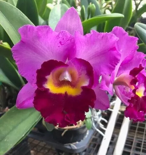 Orchid Plant 2.5" Pot Rhyncholaeliocattleya Shannon Conner Pink Paradise Orchid