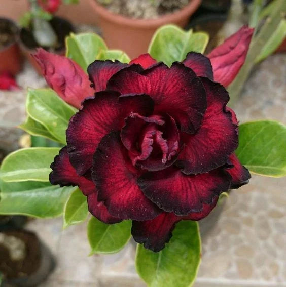 Red Black Desert Rose Seeds – Adenium obesum – Perennial Flower Seeds for Indoor & Outdoor Gardening