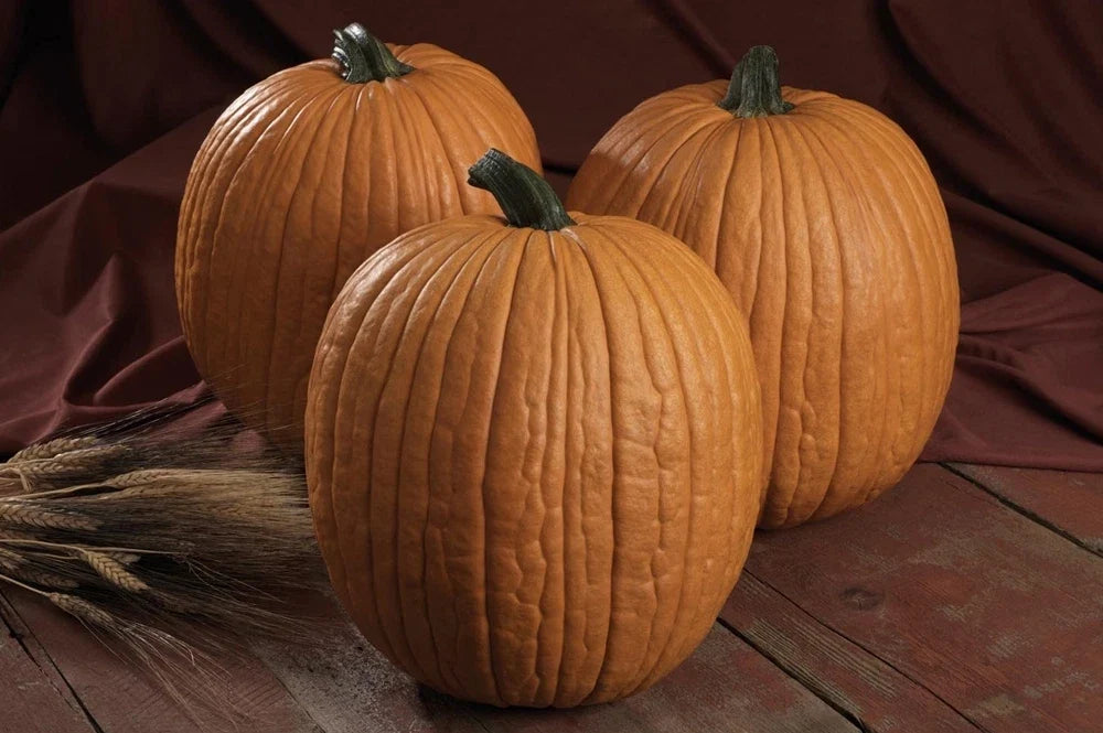 Pumpkin Seeds - Mr. Wrinkles Variety - Non-GMO Cucurbita pepo for Planting, Bountiful Harvest, Fall Decor & Culinary Use
