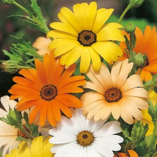 African Daisy Seeds Pack | Heirloom Non-GMO Flower Seeds | Arctotis stoechadifolia | Vibrant Colorful Blooms