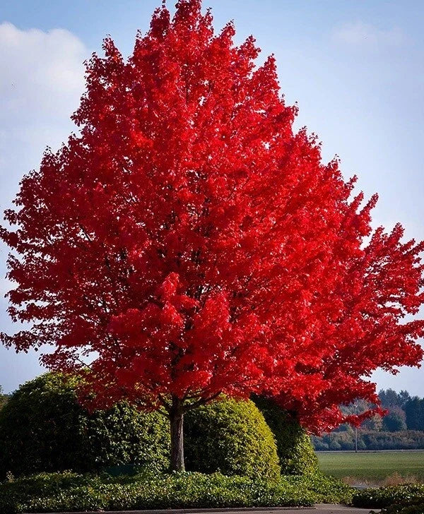 Red Maple Live Bare Root Plant 16-24 Inches Acer rubrum with Vibrant Red Foliage for Zones 4-9