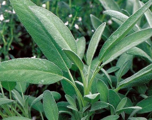 Broadleaf Sage Seeds - 50+ Perennial Herb, Culinary Sage, Salvia officinalis, Garden Sage, Easy to Grow, Non-GMO