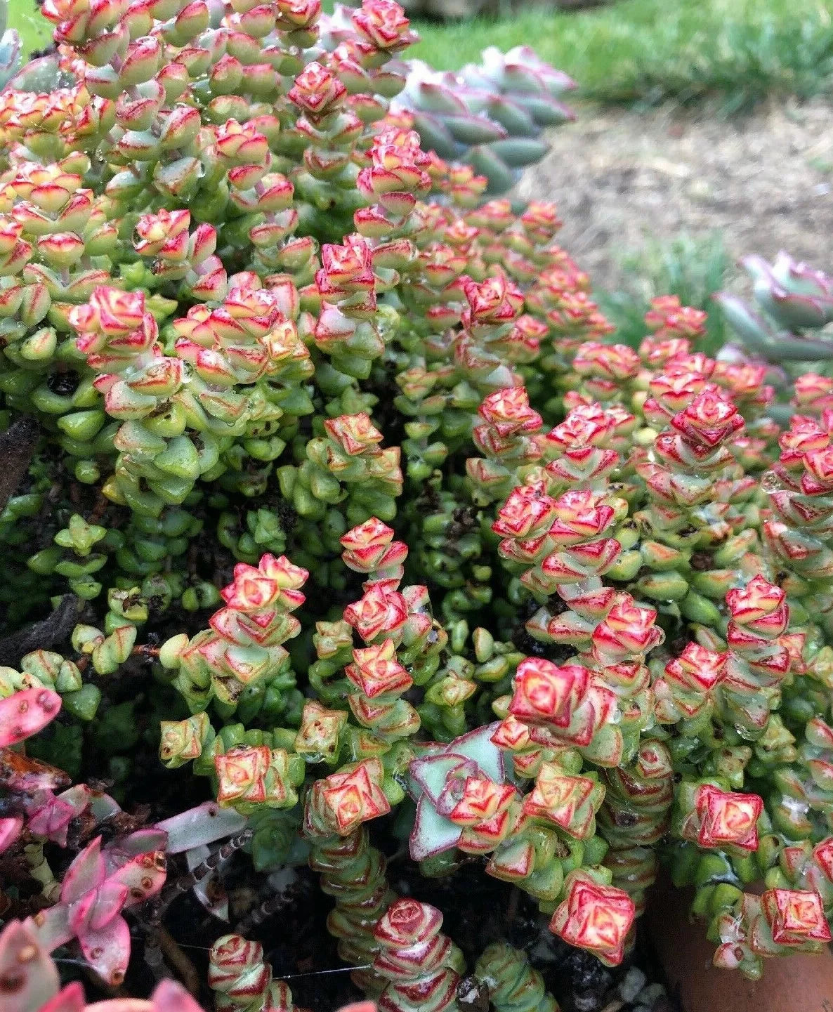 Crassula ‘Tom Thumb’ Succulent Cuttings – 2 Miniature Plants, 3-4 Inches, Indoor Garden, Terrarium, Houseplant, Crassula perfoliata var. falcata