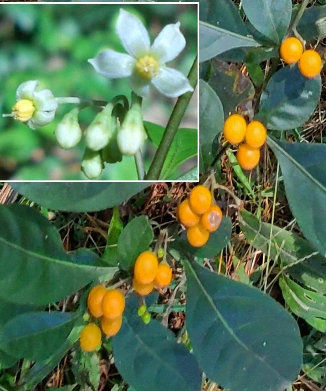Twoleaf Nightshade Seeds - Organic Solanum diphyllum Seed Pack, Rare Perennial Plant for Garden Enthusiasts