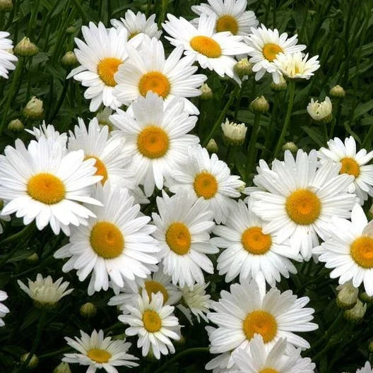 Shasta Daisy Seeds - 500 Non-GMO Heirloom Perennial Flower Seeds for Garden, Chrysanthemum maximum