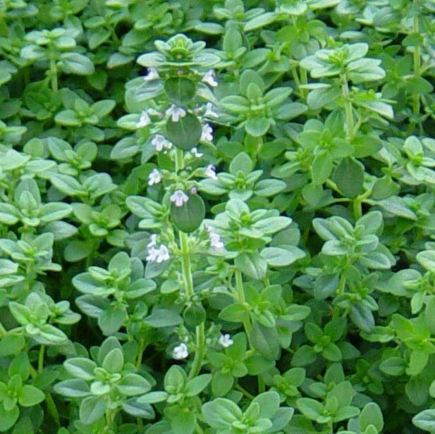 Common Thyme Seeds 1000+ German Winter Variety Thymus vulgaris Perennial Herb