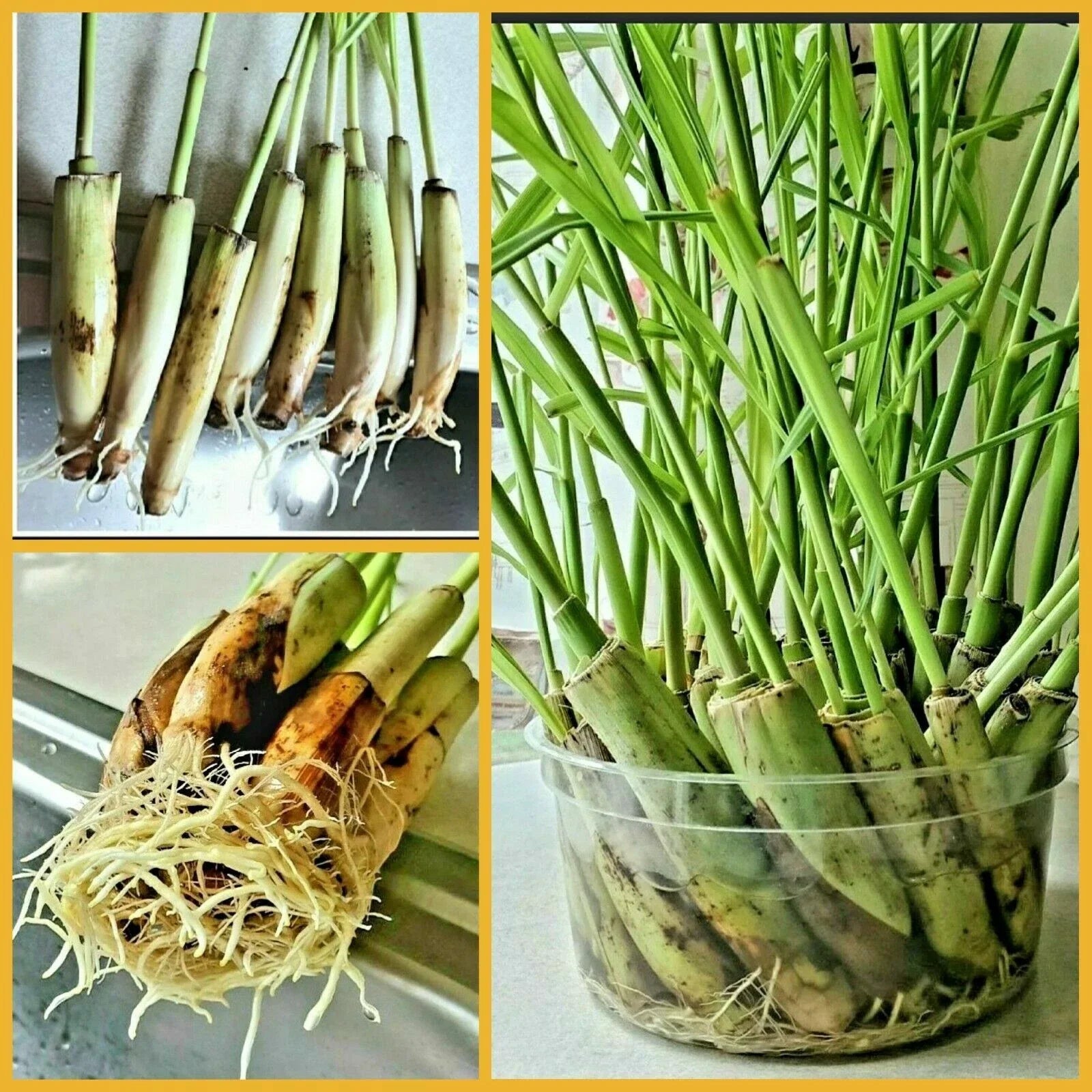 Lemongrass Stalks 5 Count – Natural Mosquito Repellent Cymbopogon citratus – Fresh Planting Material