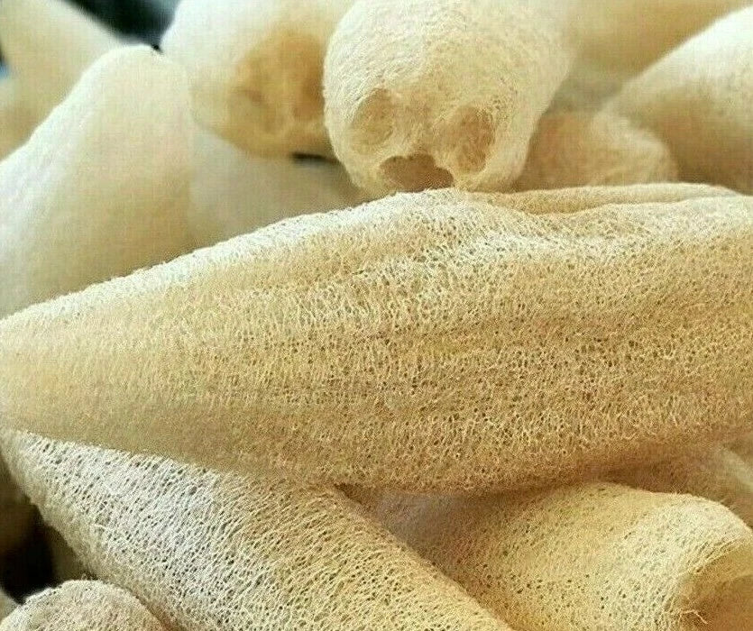 Luffa Gourd Seeds 10+ Pack | Loofah Sponge Gourd (Luffa aegyptiaca) for Garden