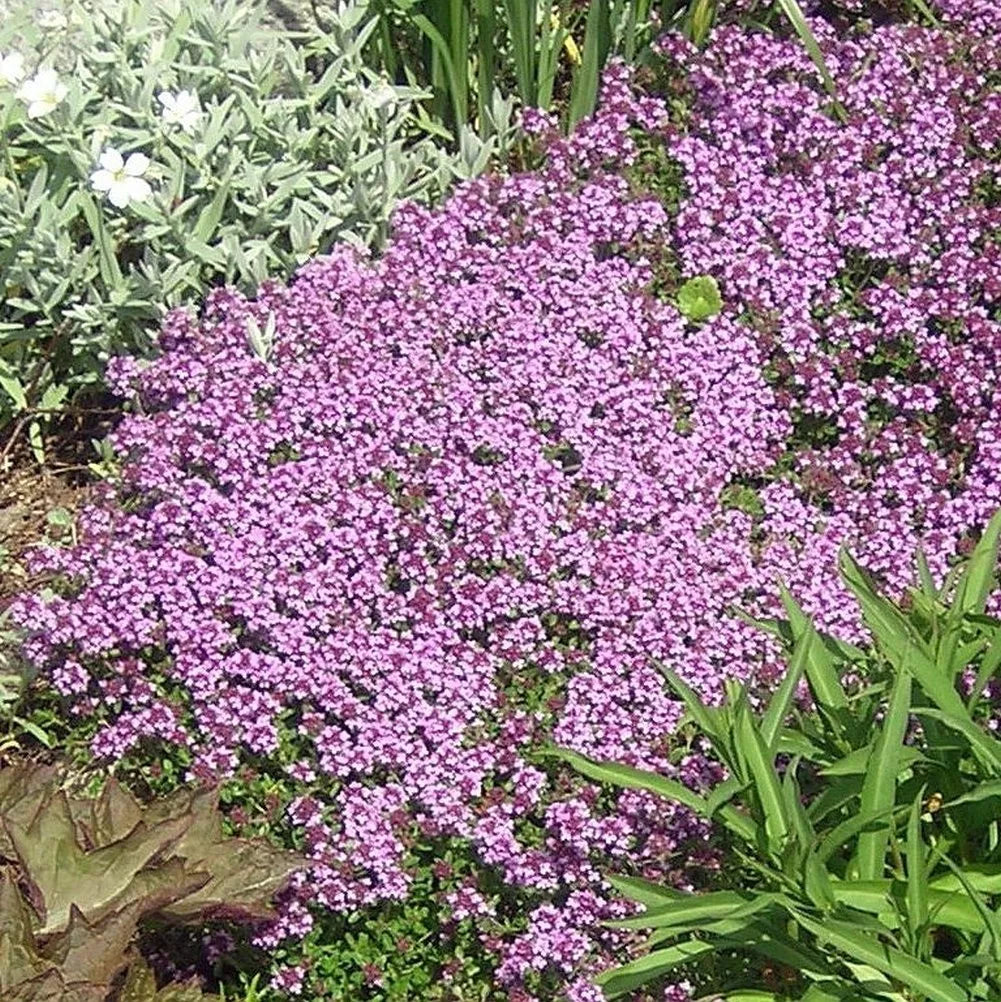 Dwarf Creeping Thyme Seeds - Thymus Serpyllum Ground Cover Herb