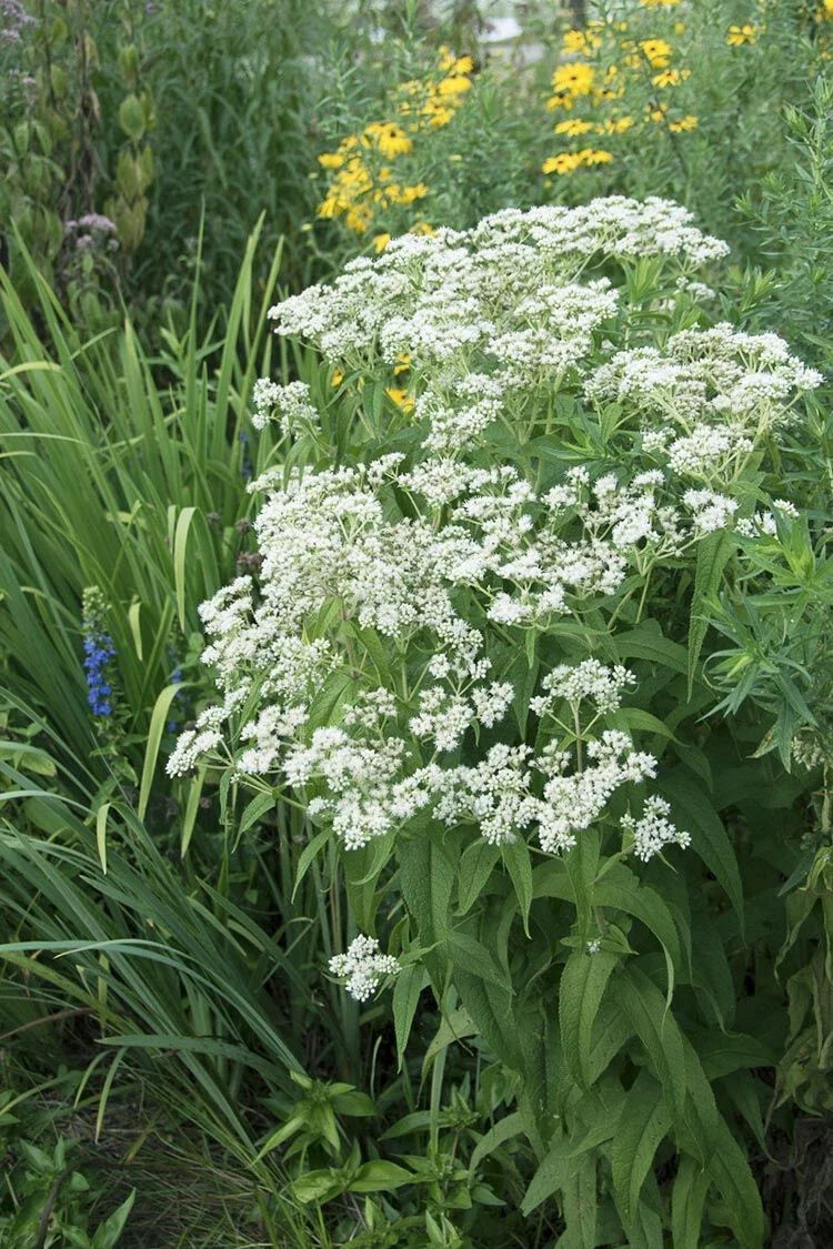 Tall Boneset Seeds - Eupatorium altissimum Native Wildflower for Pollinator Gardens, Over 300 Premium Seeds