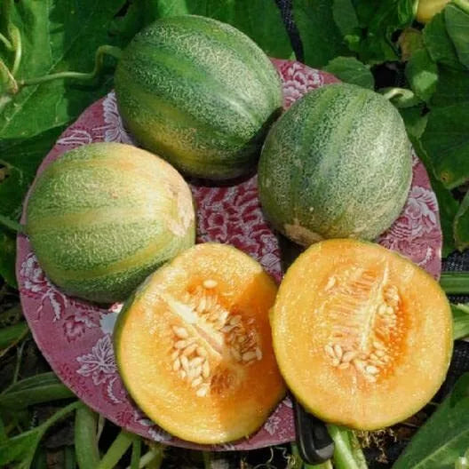 Minnesota Midget Melon Seeds - 10 Pack, Sweet Cucumis melo, Compact Vine for Small Gardens & Containers