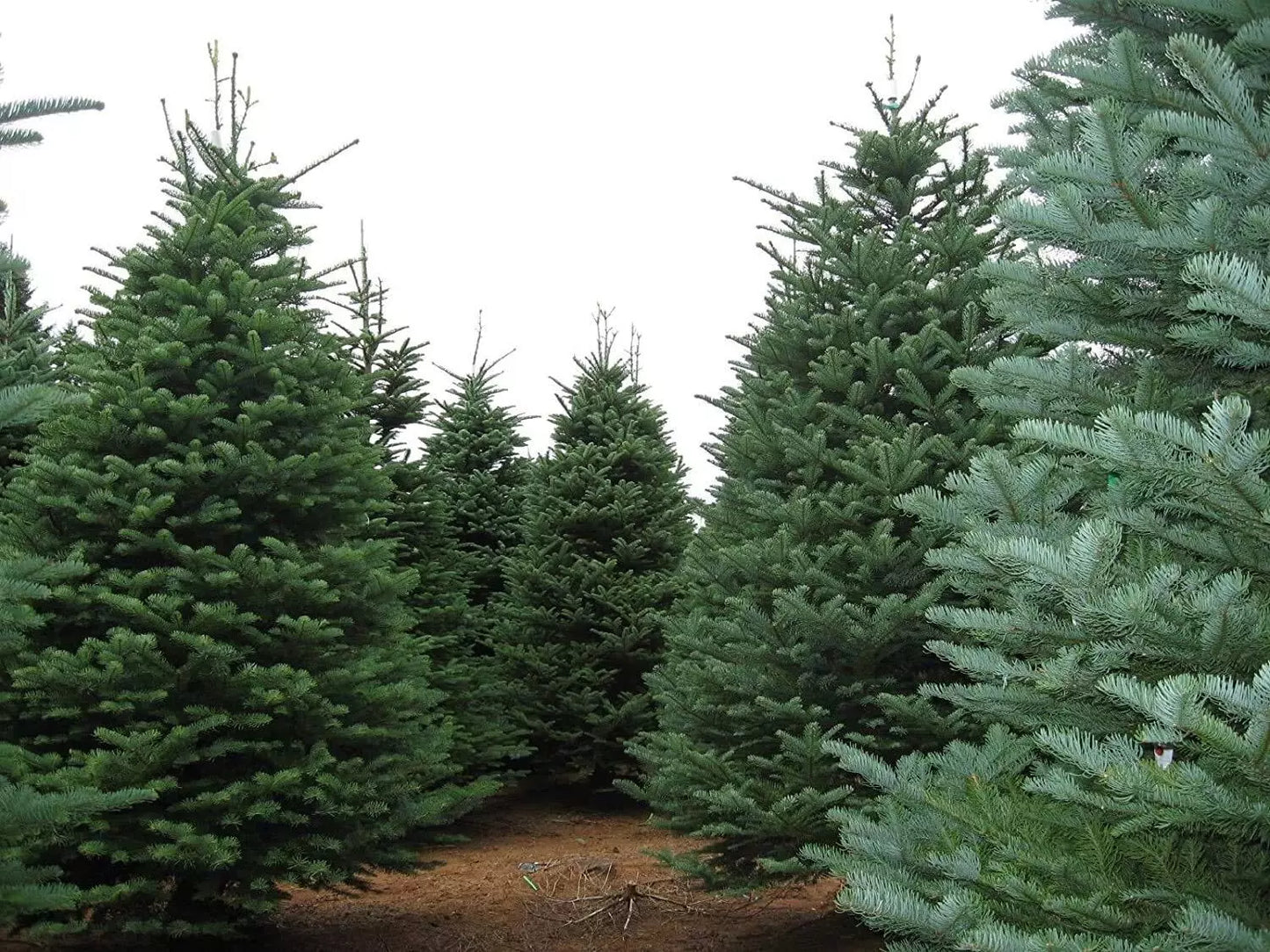Noble Fir Seeds for Planting | 20+ Evergreen Tree Seeds | Abies procera