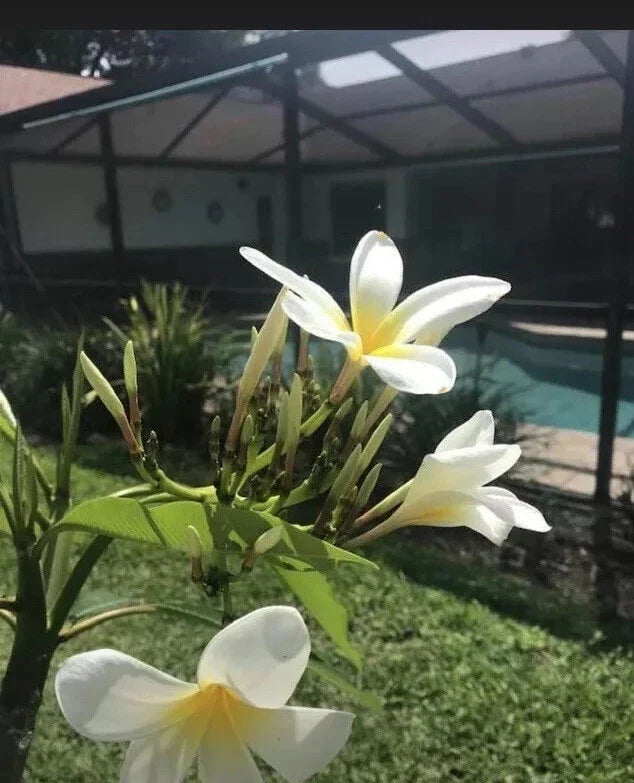 White Yellow Plumeria Cutting - Florida Grown Frangipani for Tropical Gardens