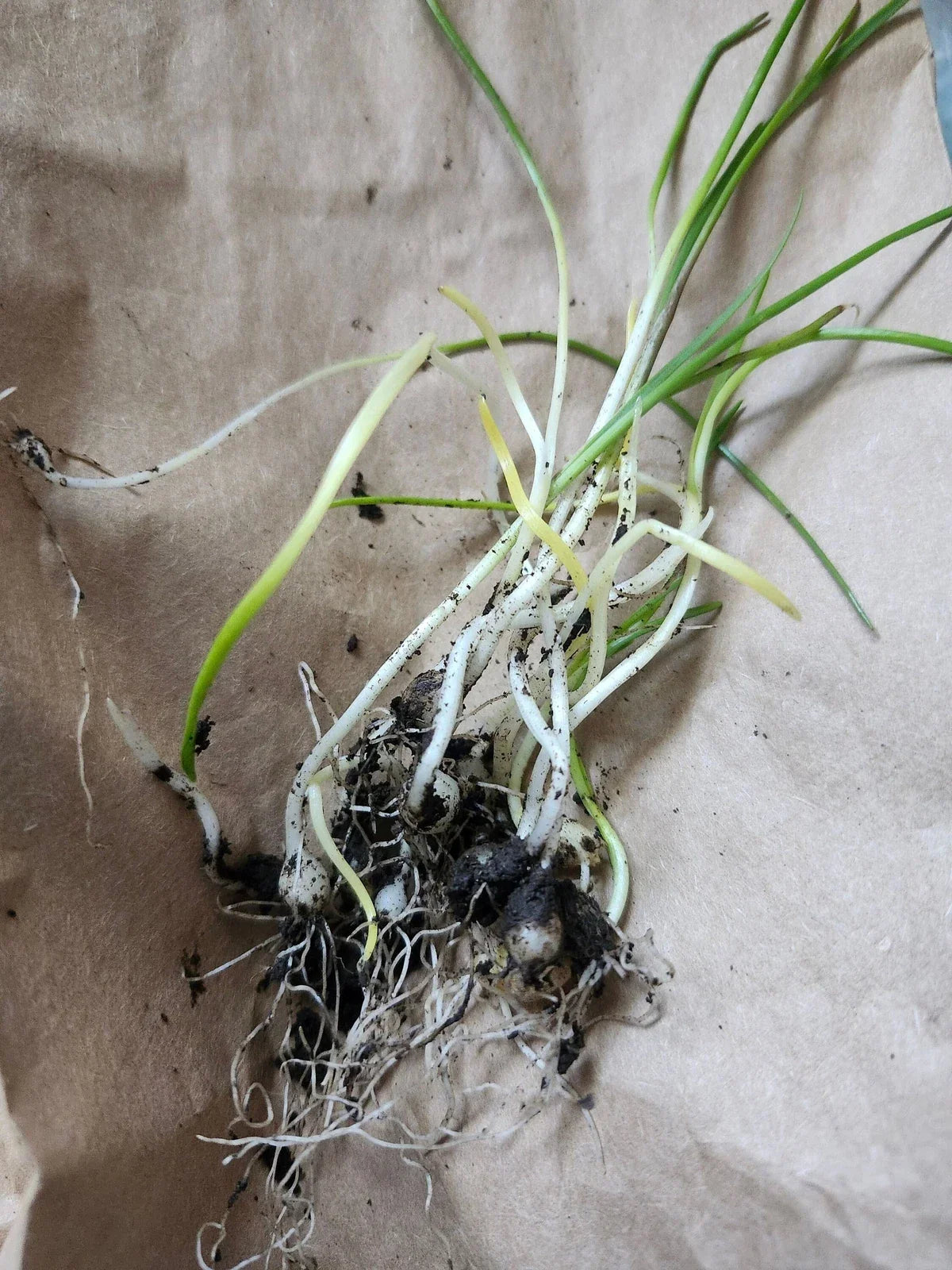 Wild Garlic Live Plants - 5 Bare Root Perennial Allium Ursinum for Culinary Gardens