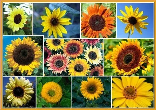Sunflower Seeds for Planting - Exotic Colors Mix, 100+ Helianthus annuus, Vibrant Flower Seeds for Garden, Pollinator Attracting
