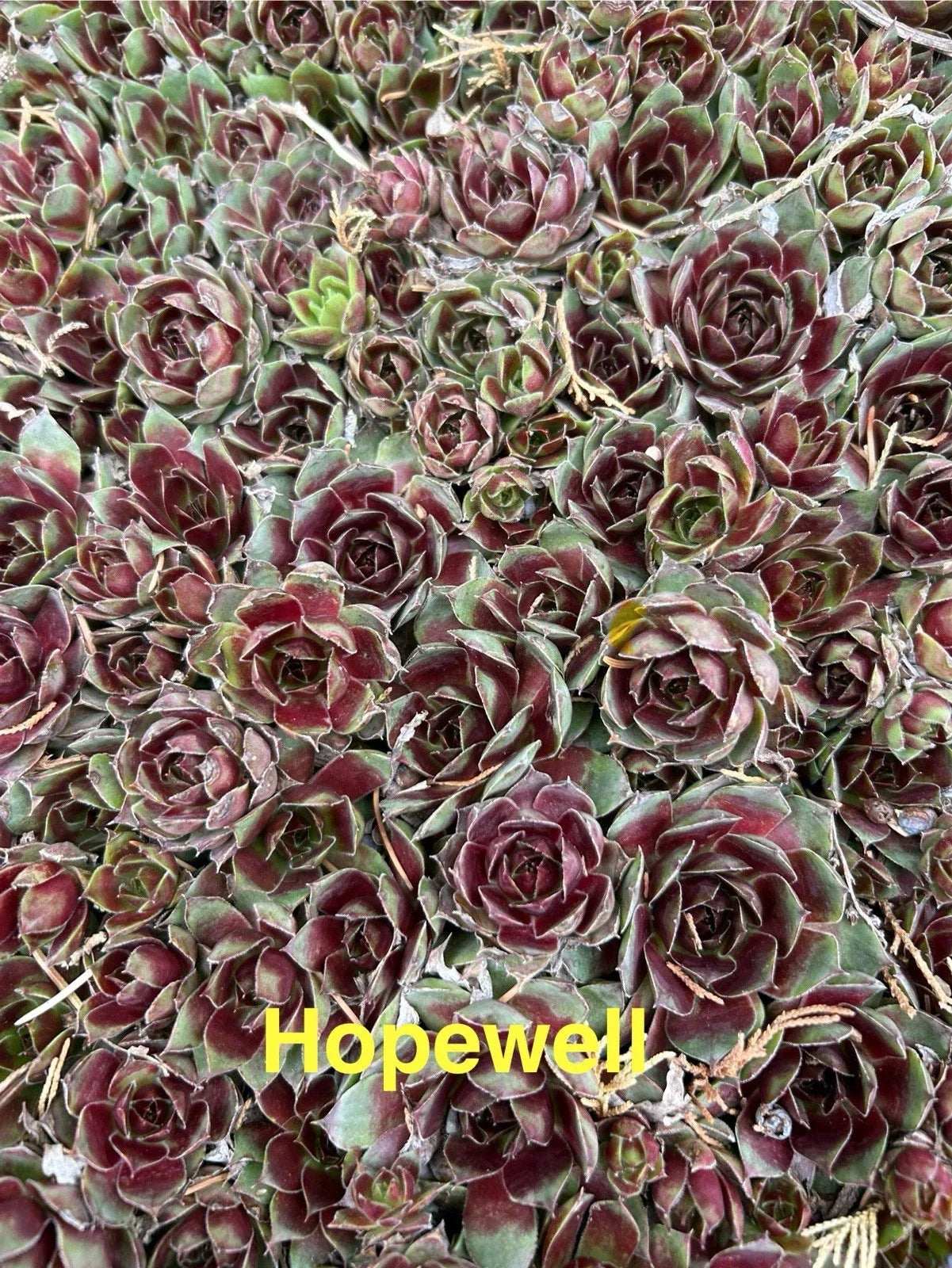 Live Hardy Hens and Chicks Succulents, Sempervivum, Zone 4-8, Perennial Plants for Garden & Pots
