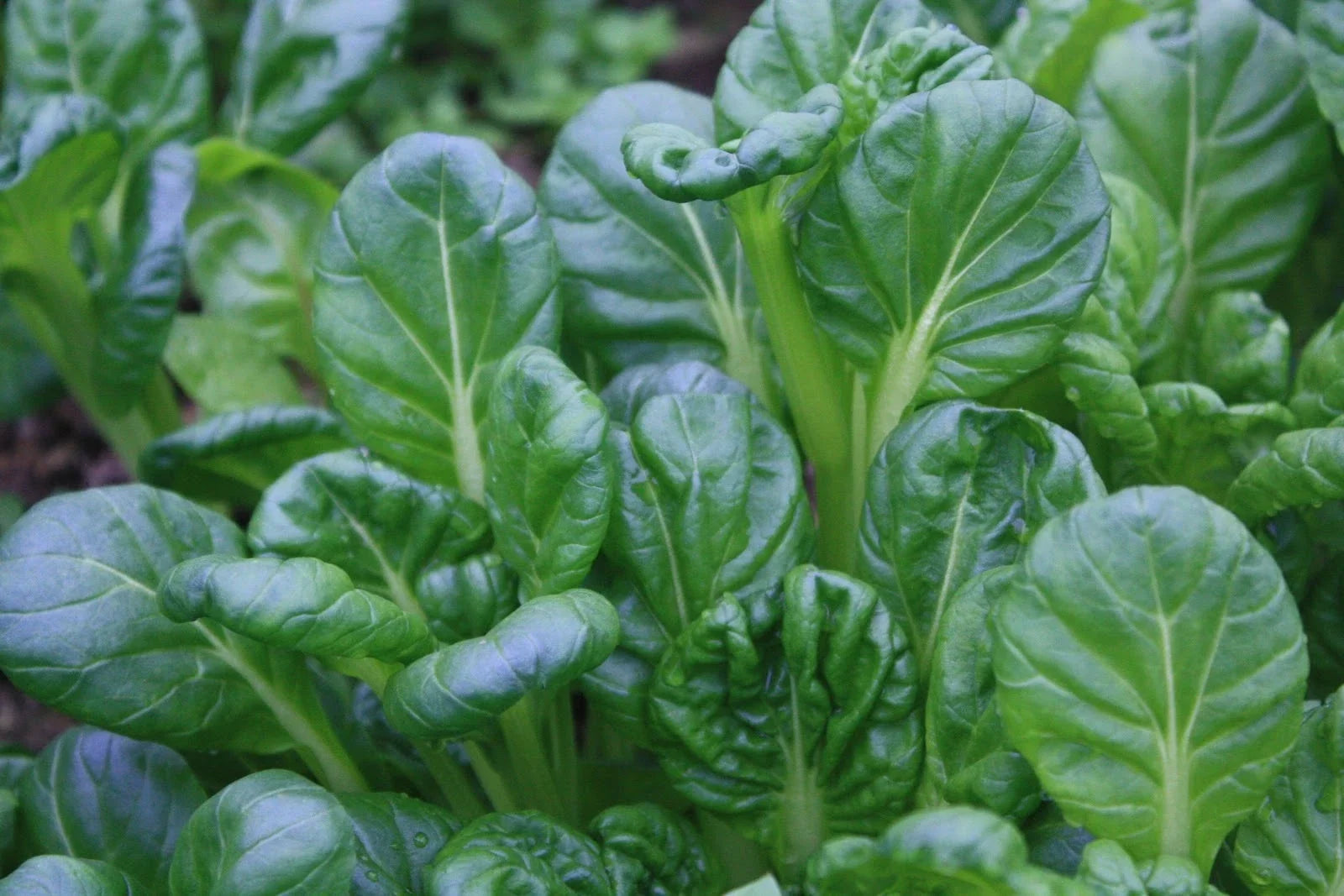 Tatsoi Seeds - 200+ Pack - Chinese Mustard Spinach - Brassica rapa var. narinosa - Leafy Green Vegetable for Salad & Stir-Fry