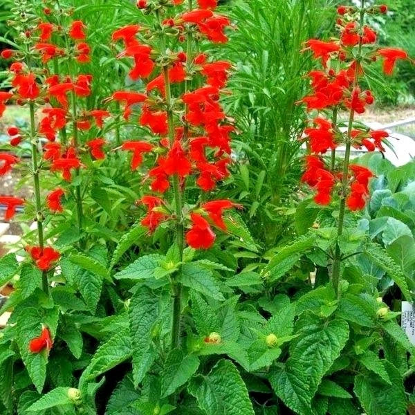 Scarlet Sage Flower Seeds - 301+ Count, Drought Tolerant Wildflower for Garden & Containers, Salvia splendens