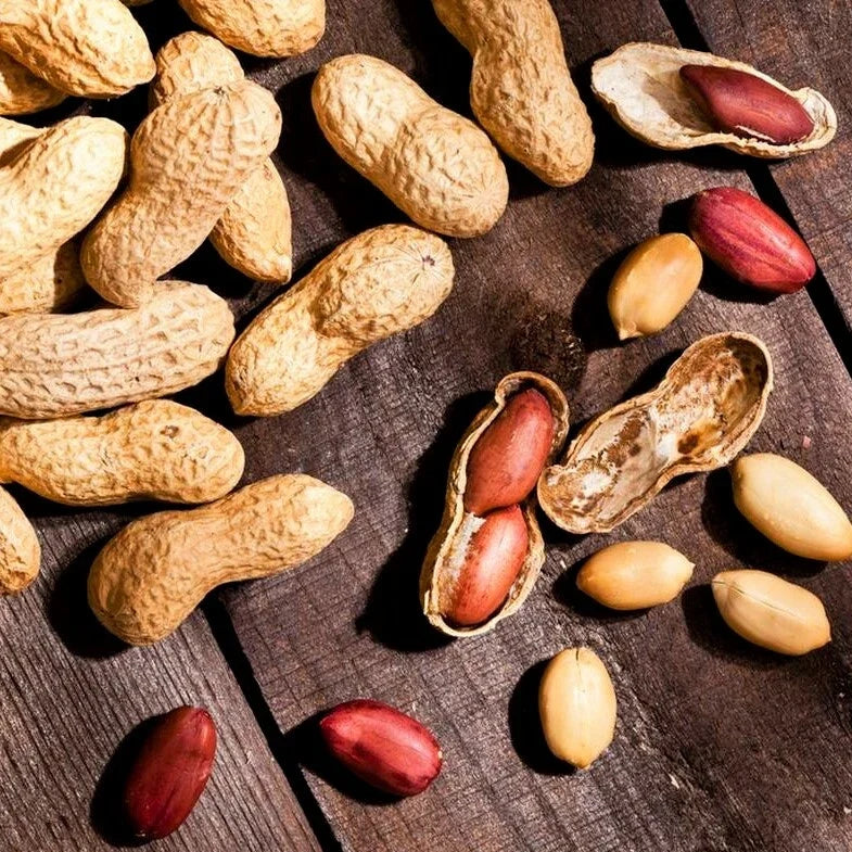Jumbo Peanut Seeds Bailey Virginia Variety Treated No Shell Nut Seeds for Planting 2025 Arachis hypogaea