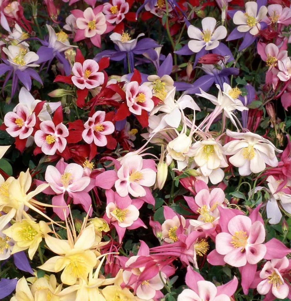 Dwarf Columbine Mix Seeds 200+ Perennial Flower Aquilegia spp.