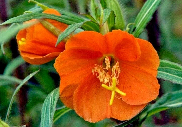 Red-Orange Evening Primrose Seeds 100 Count Oenothera versicolor Sunset Boulevard for Gardens