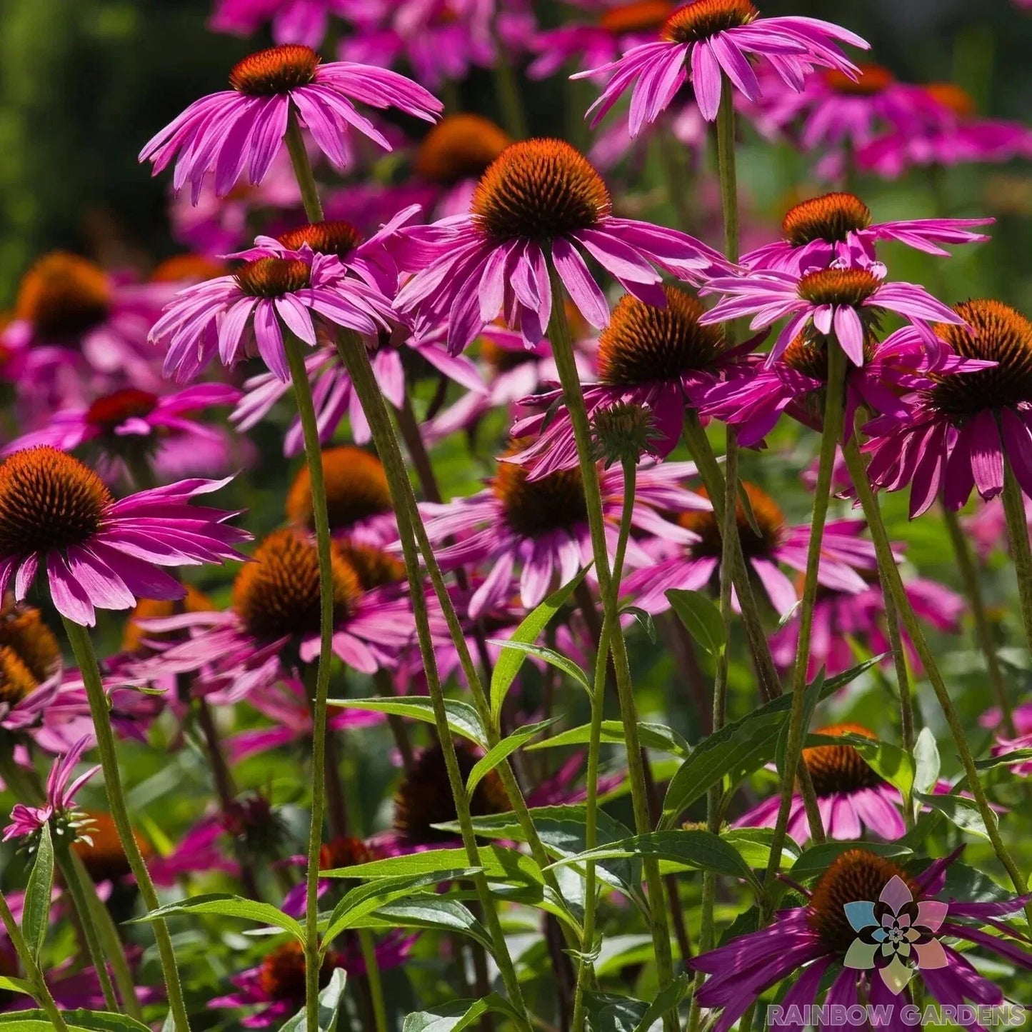 Pink Coneflower Seeds - Rudbeckia - Garden Planting - 200+ Seeds - Attracts Pollinators - Easy to Grow