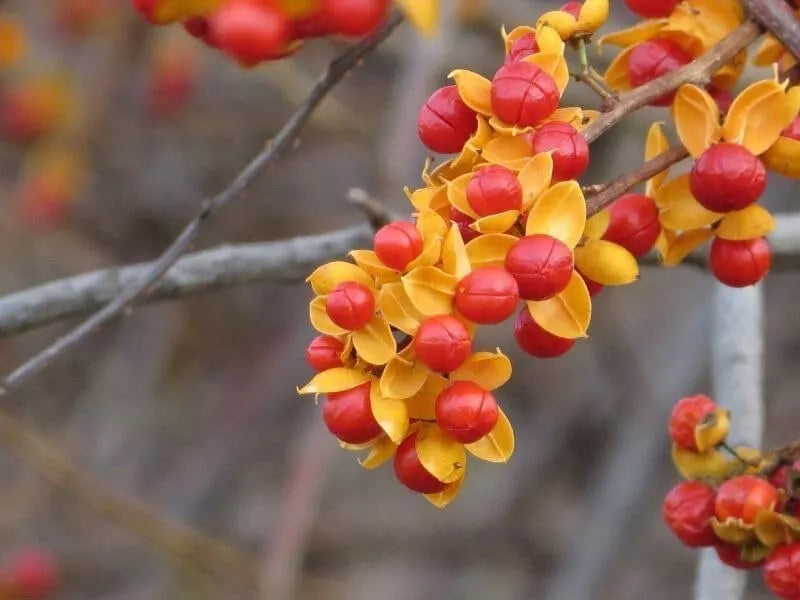 American Bittersweet Vine Seeds, Climbing Plant Seeds, Celastrus Scandens, Garden Landscaping, Fast-Growing Perennial Seeds