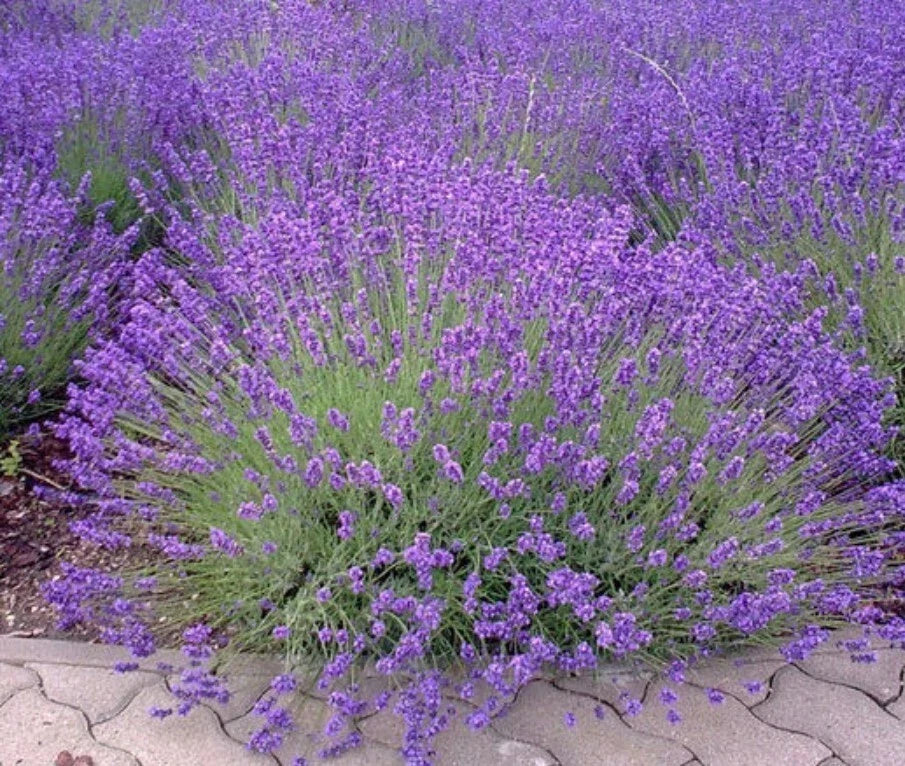 Lavender Spanish Eyes Plants Set - 3-6 Inch Tall Lavandula â€˜Spanish Eyesâ€™ Aromatic Ornamental Herb, Drought-Tolerant, Full Sun