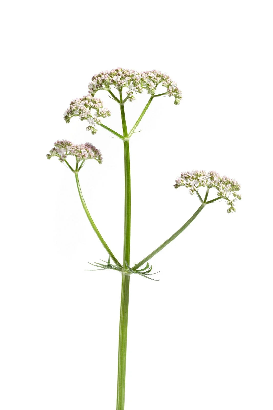 Valerian Seeds 50 Pack | Perennial Medicinal Sleep Herb | Valeriana Officinalis for Relaxation & Herbal Remedies